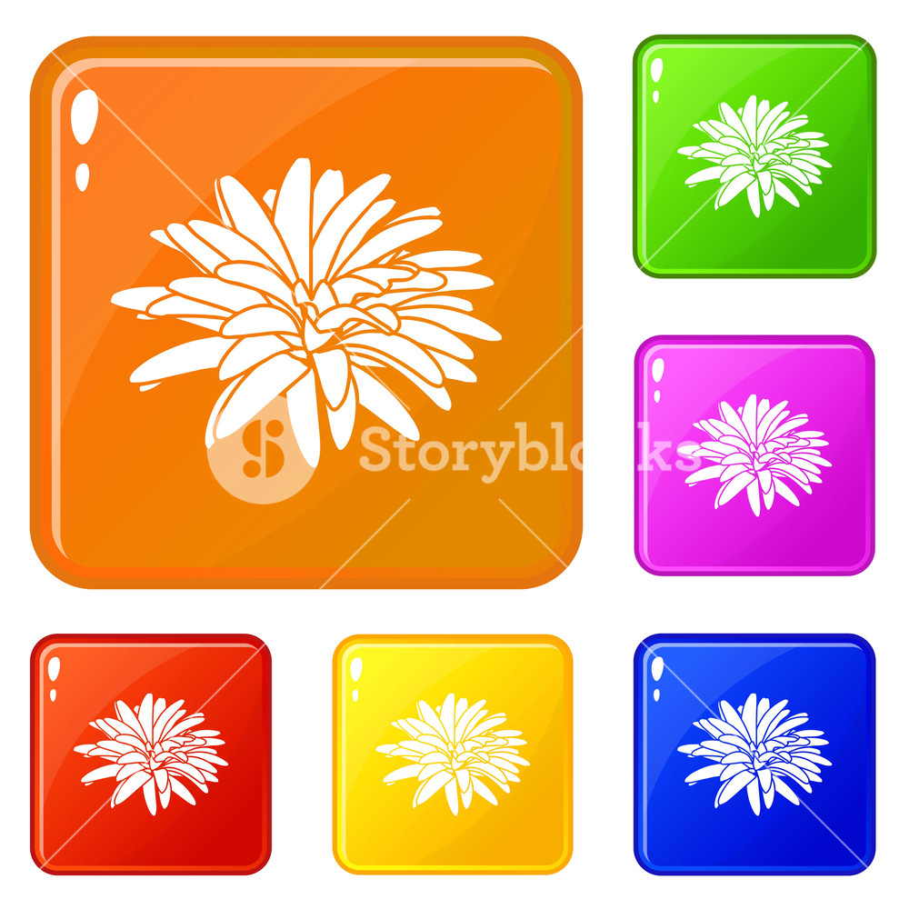 1000x1000 Aster Flower Icons Set Collection Vector Color Isolated On White