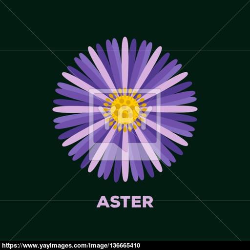 512x512 Aster Flower Logo Vector Vector