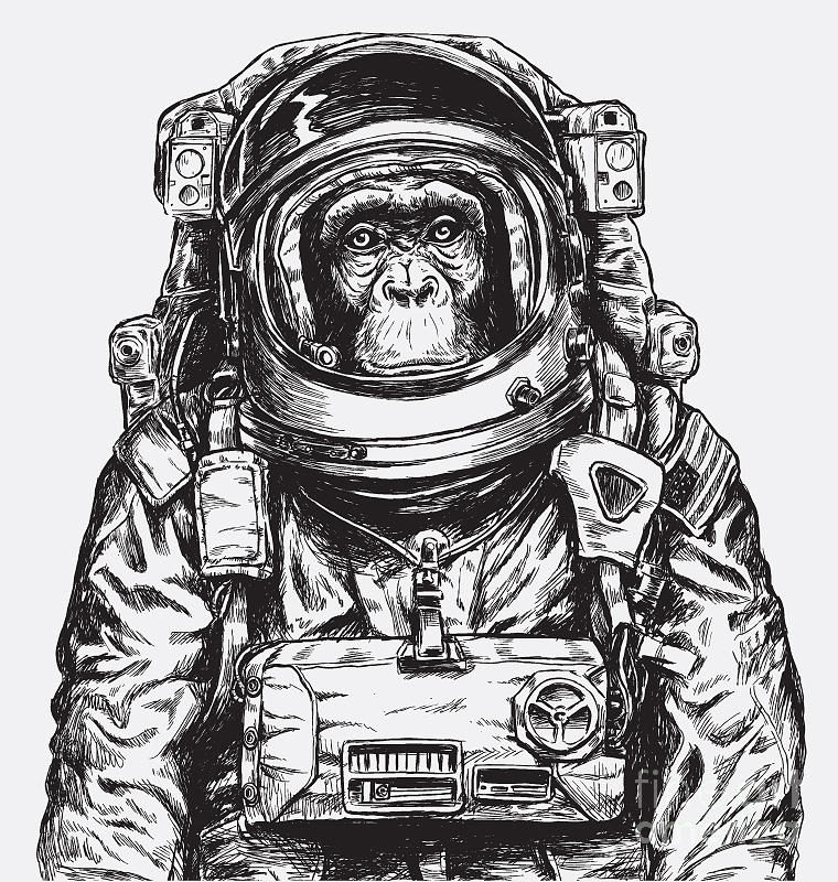 760x800 Hand Drawn Monkey Astronaut Vector Digital Art