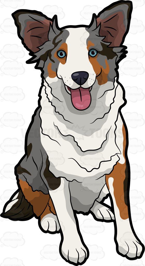 Australian Shepherd Vector