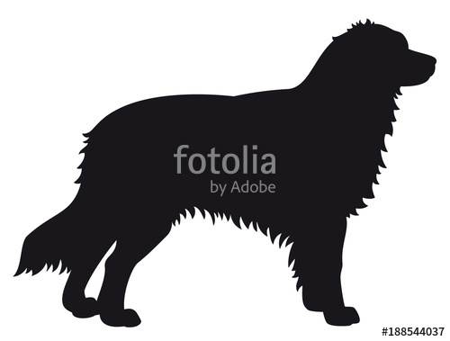 500x379 Australian Shepherd Dog