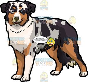 300x280 An Australian Shepherd Dog Clipart Cartoons