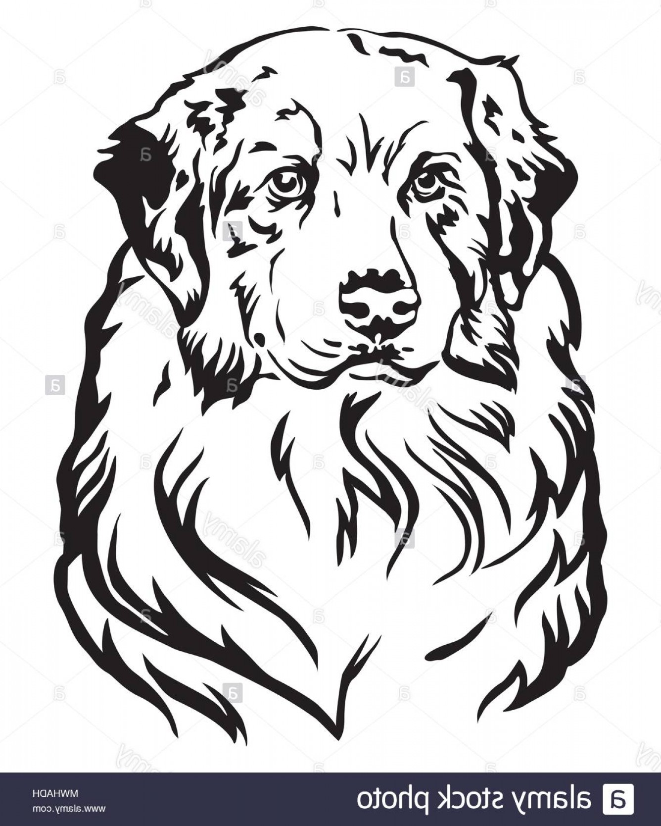 1336x1668 Decorative Portrait Of Dog Australian Shepherd Vector Isolated