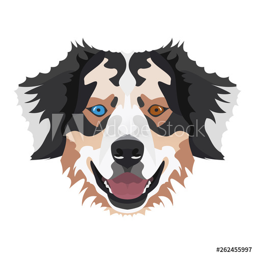 500x500 Illustration Australian Shepherd