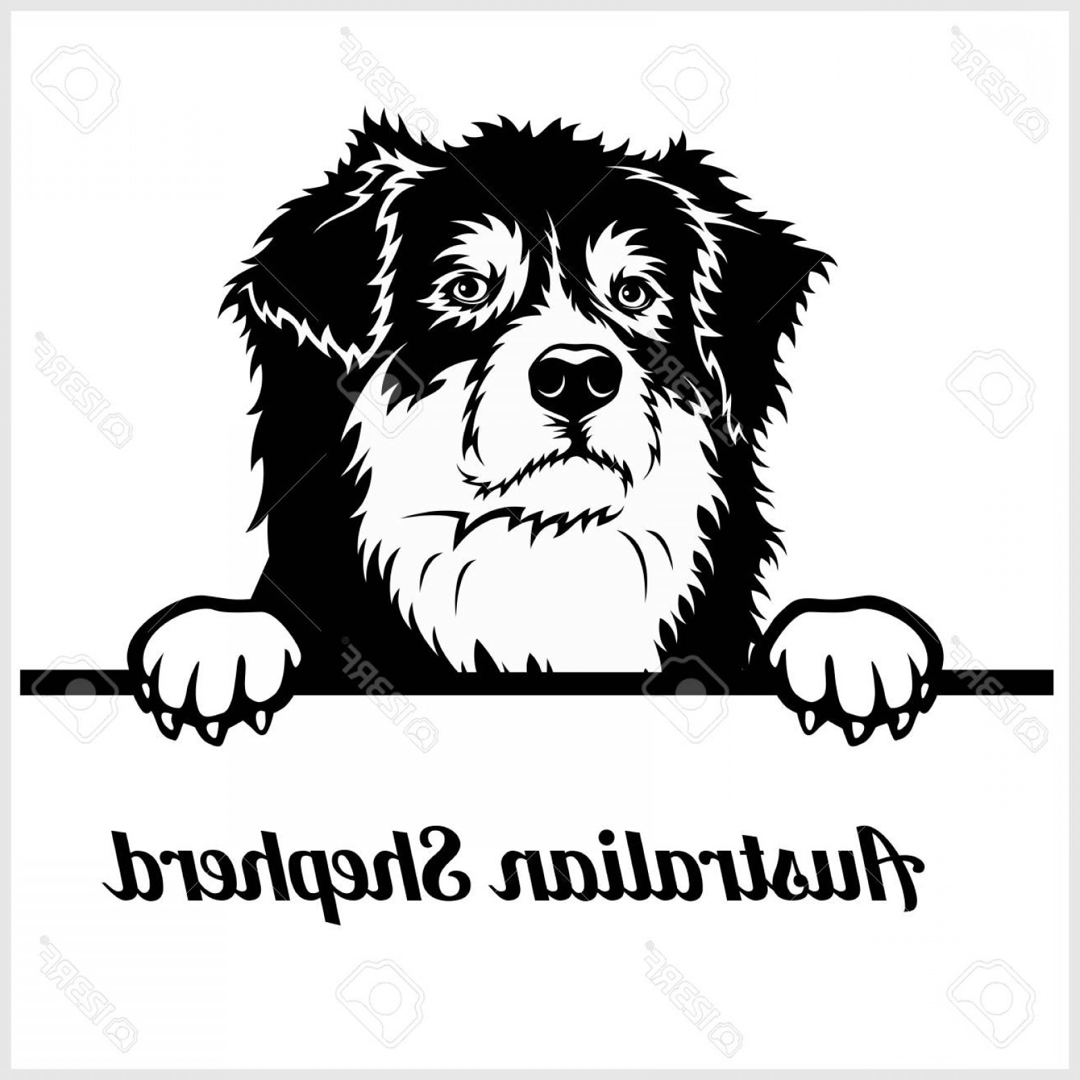 1560x1560 Photostock Vector Australian Shepherd Peeking Dogs Breed Face Head