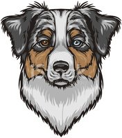 176x199 Vector Australian Shepherd Dog Vektory Z Knihovny