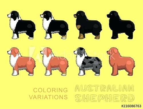 Australian Shepherd Vector at Vectorified.com | Collection of ...
