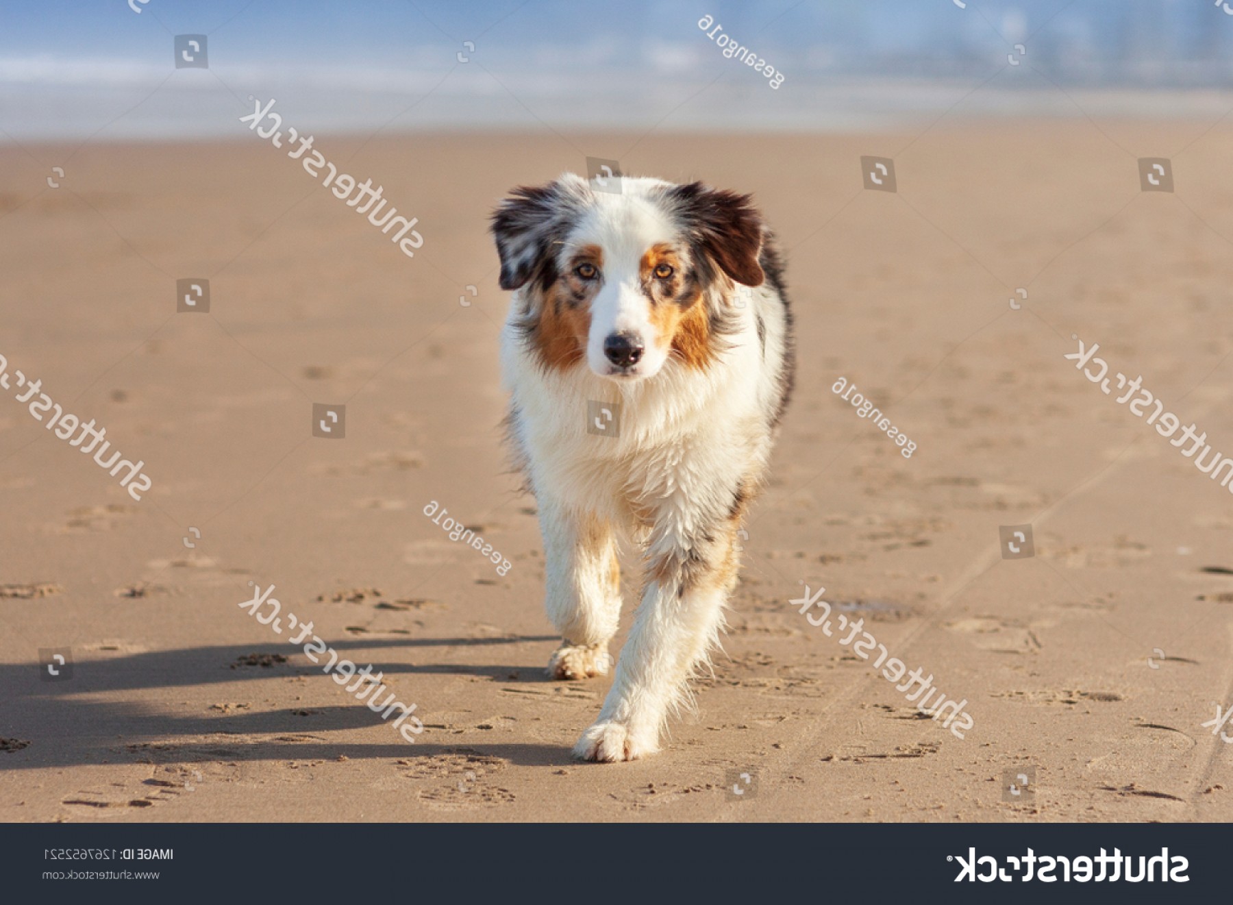 1800x1321 Australian Shepherd Dog Walking On Sand Hoodamathrun