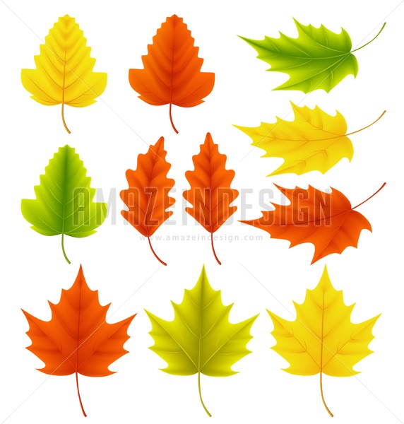572x600 Fall Leaves Vector Collection Set Of Autumn Leaves