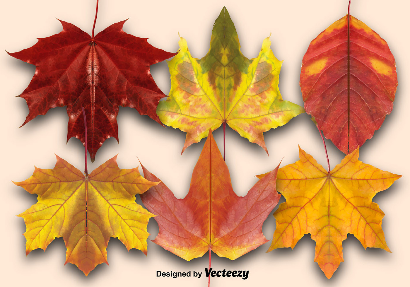 1400x980 Autumn Leaf Free Vector Art