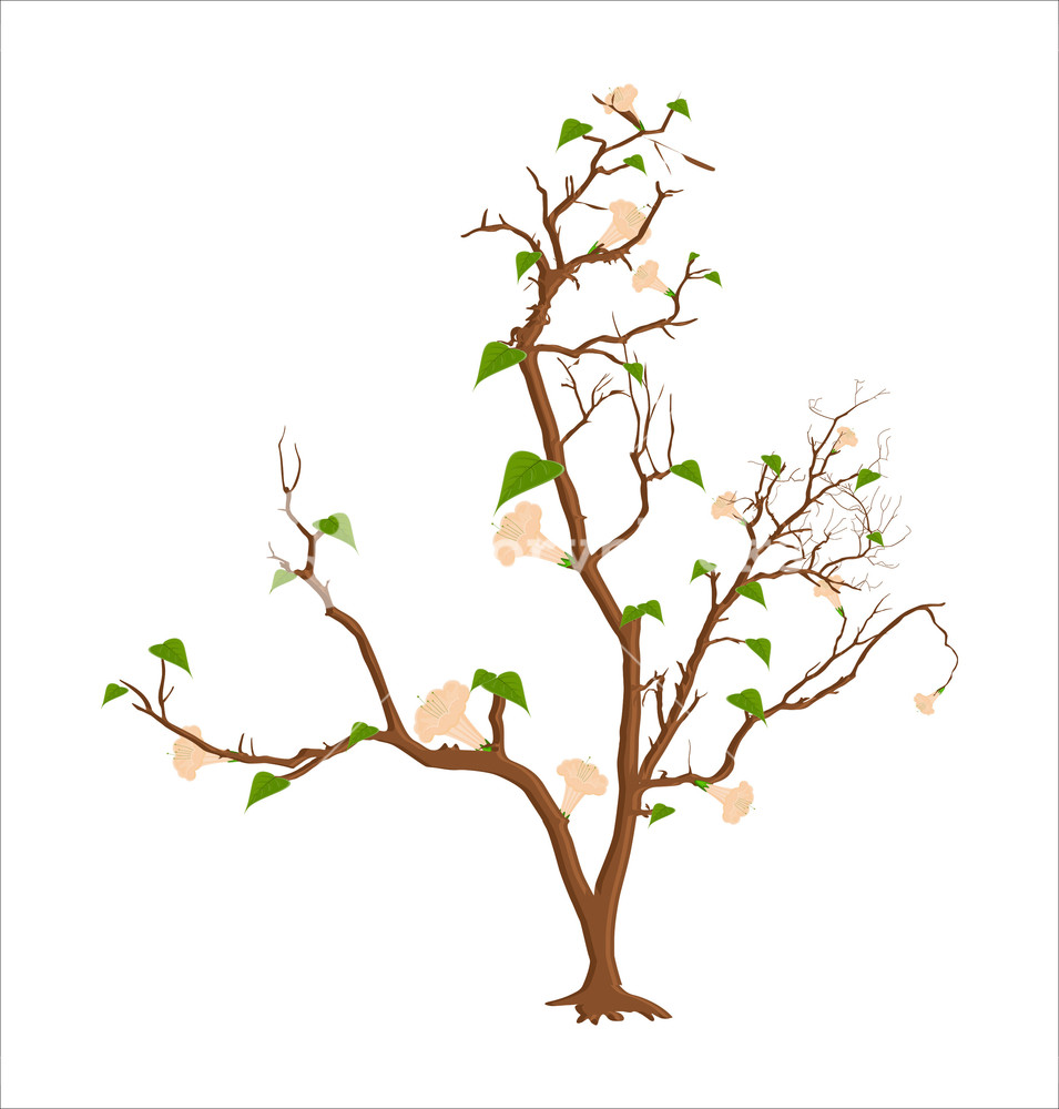 955x1000 Autumn Tree Vector Royalty Free Stock Image