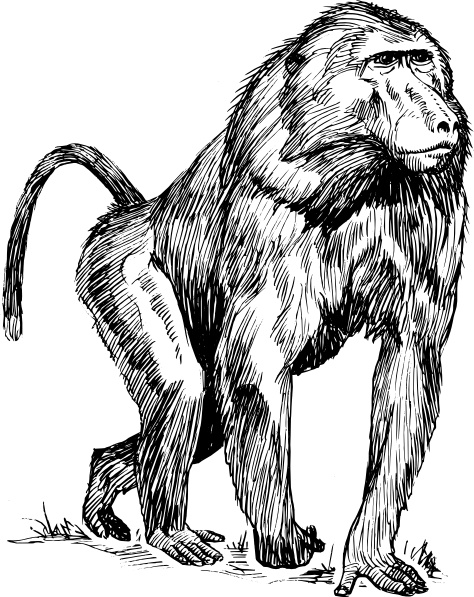 474x597 Baboon Clip Art Free Vector In Open Office Drawing