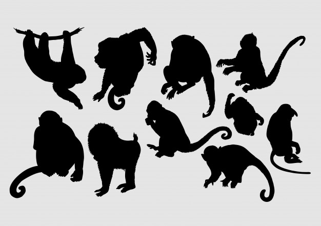 626x441 Ape, Monkey, Baboon, Wild Animal Silhouette Vector Premium Download