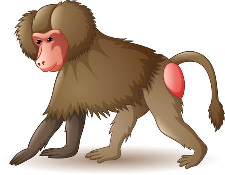 450x350 Vector Illustration Of Baboon Isolated On White Royalty Free