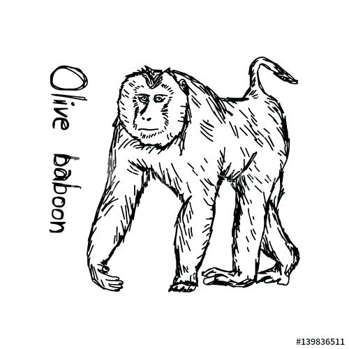 500x500 Baboon Drawing