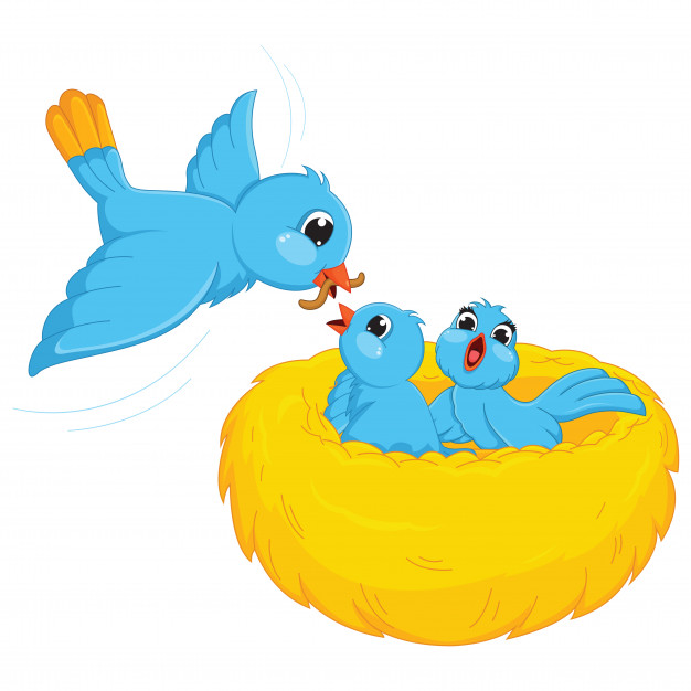626x626 Illustration Of Bird Feeds Baby Birds Vector Premium Download