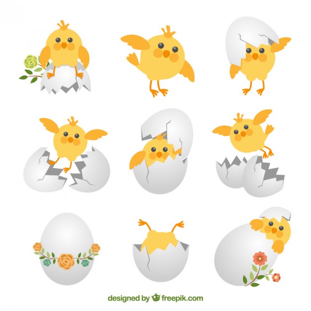 Chick Vectors, Photos And Free Download 626x626 Chick Vectors, Photos And Free Download