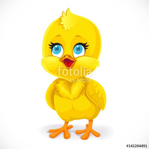 Cute Little Baby Chick Isolated On A White Background Stock Image 500x500 Cute Little Baby Chick Isolated On A White Background Stock Image