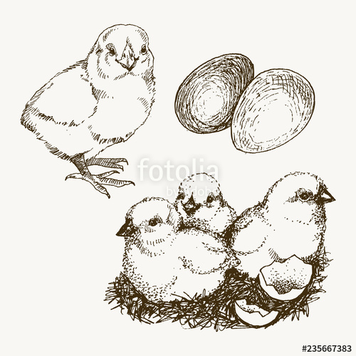 Vector Chick Breeding Hand Drawn Set Engraved Baby Chick And Egg 500x500 Vector Chick Breeding Hand Drawn Set Engraved Baby Chick And Egg