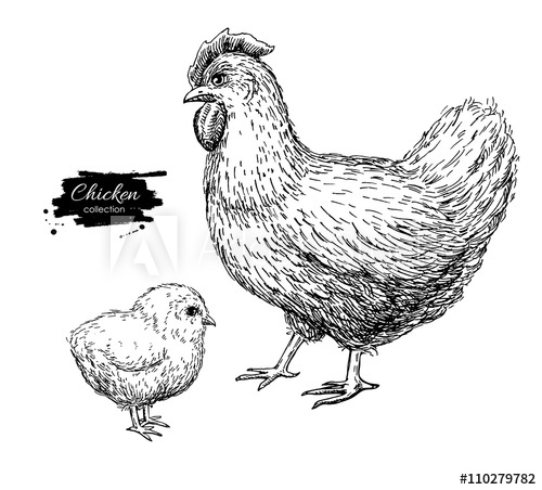Vector Vintage Hand Drawn Chicken And Baby Chick Engraved Illu 500x452 Vector Vintage Hand Drawn Chicken And Baby Chick Engraved Illu