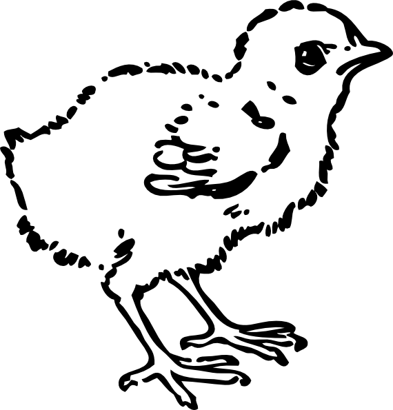 Baby Chick Clip Art 570x595 Baby Chick Clip Art