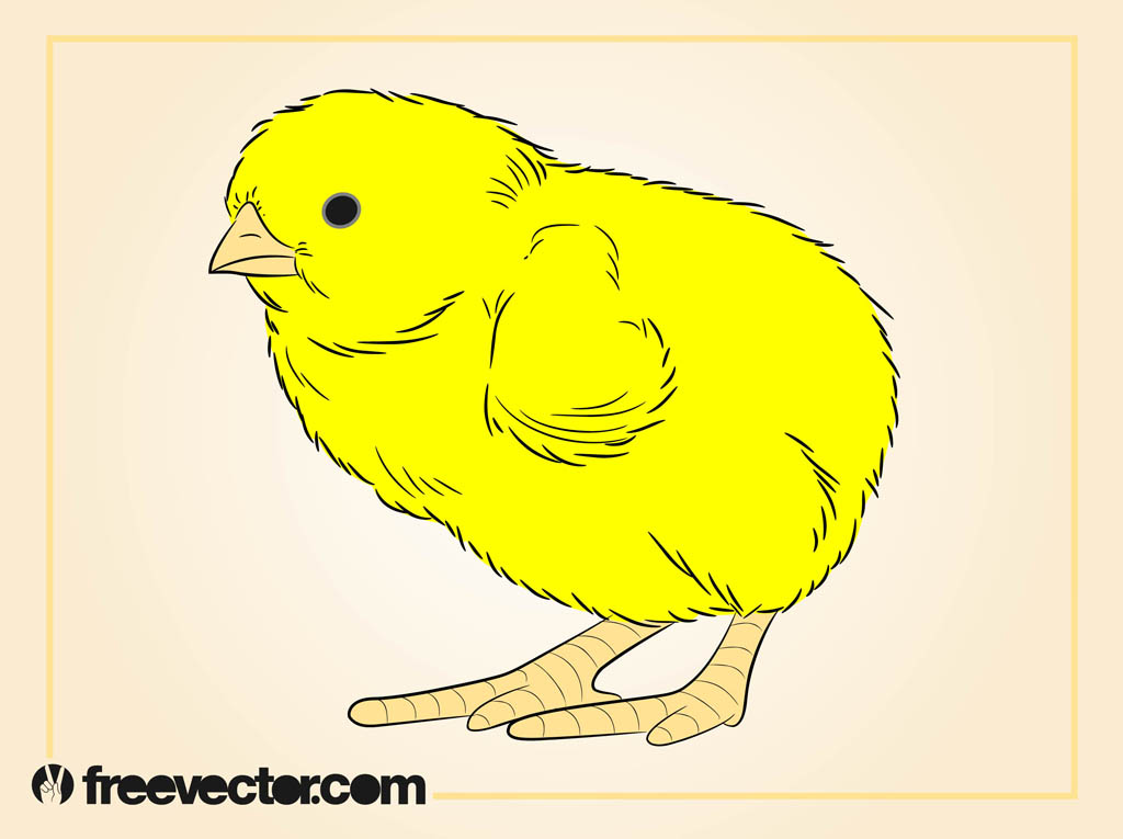 Baby Chicken Vector Art Graphics 1024x765 Baby Chicken Vector Art Graphics