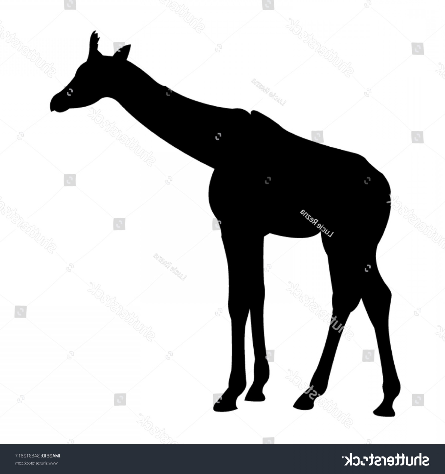 1800x1920 Giraffe Baby Silhouette On White Background Hoodamathrun