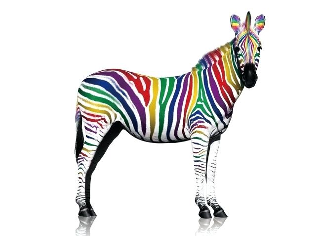 Color Zebra Vector And For Free Download Cartoon Pictures To Baby 650x477 Color Zebra Vector And For Free Download Cartoon Pictures To Baby