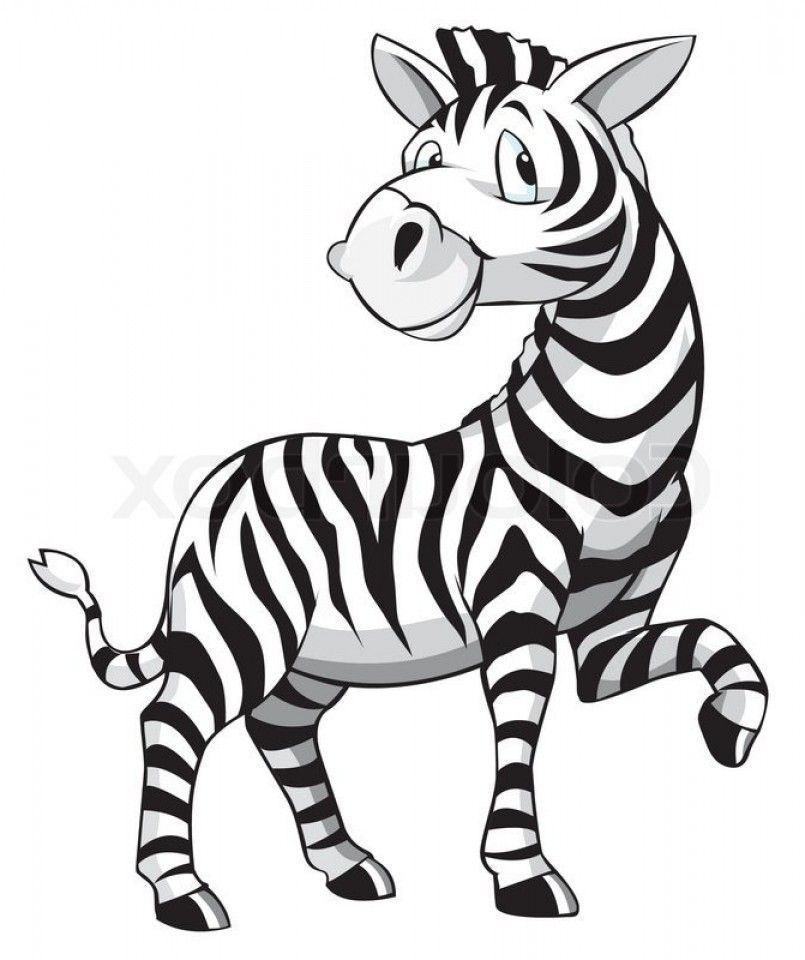 Best Baby Zebra Vector Illustration Free Zebra Cartoon Vector 805x960 Best Baby Zebra Vector Illustration Free Zebra Cartoon Vector