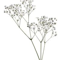 Babys Breath Vector