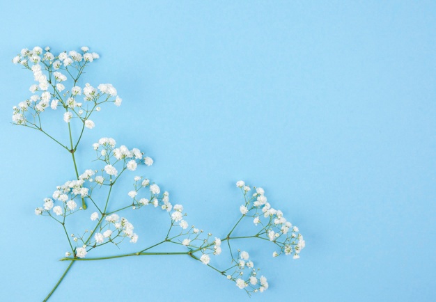 626x434 Gypsophila Vectors, Photos And Free Download