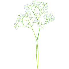 240x240 Search Photos Baby's Breath