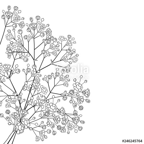 500x500 Vector Corner Bouquet Of Outline Gypsophila Or Baby's Breath