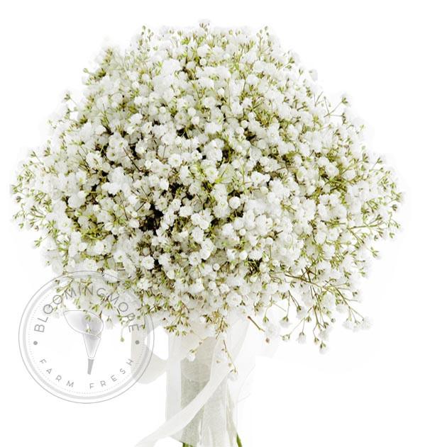599x631 Wholesale Baby's Breath