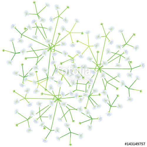 500x500 Baby's Breath