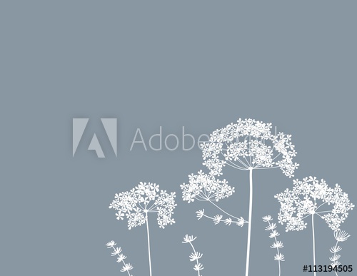 500x387 Queen Anne's Lace Flower Baby Breath Floral Free Hand Vector