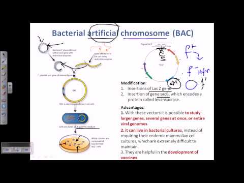 Bacterial Artifical Chromosome 480x360 Bacterial Artifical Chromosome