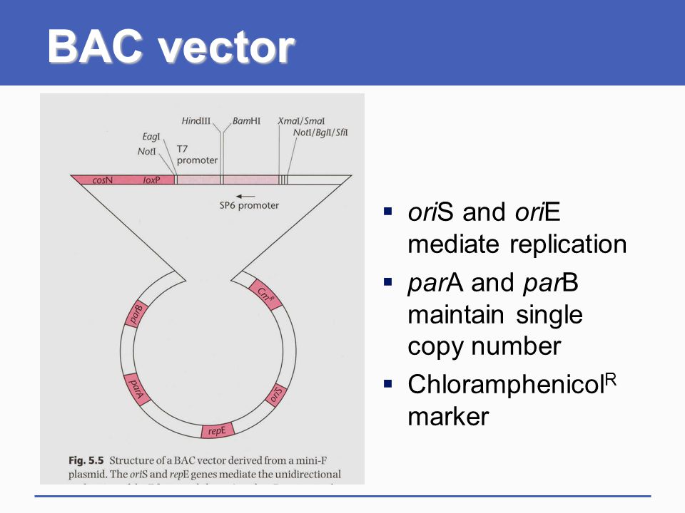 Bac Vector at Vectorified.com | Collection of Bac Vector free for ...