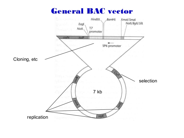 Bac Vector at Vectorified.com | Collection of Bac Vector free for ...