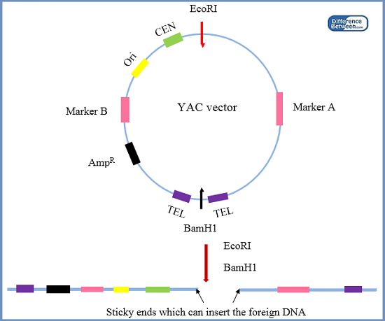 Difference Between Yac And Bac Vectors 550x459 Difference Between Yac And Bac Vectors