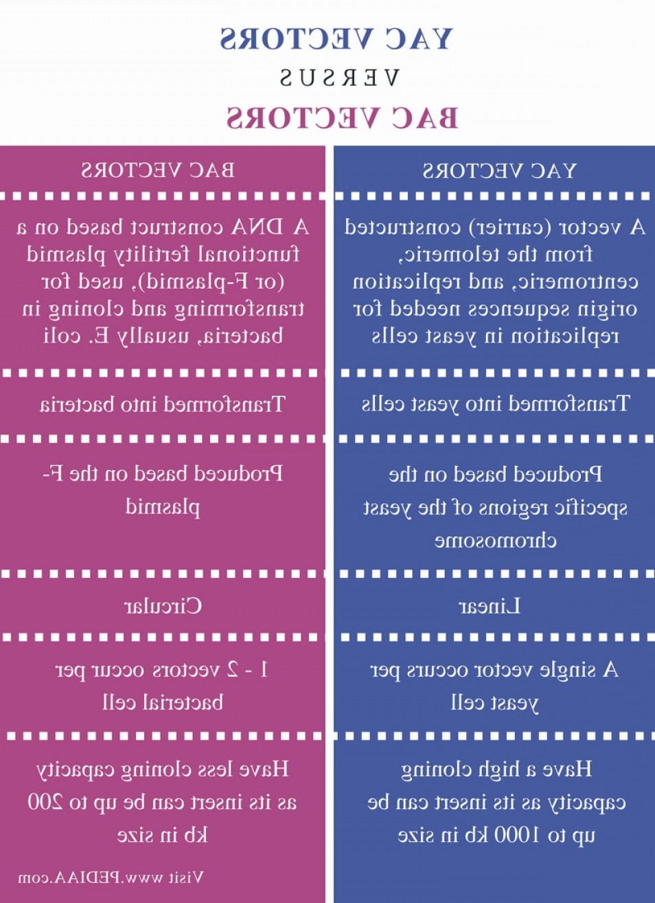 Difference Between Yac And Bac Vectors Soidergi 954x1316 Difference Between Yac And Bac Vectors Soidergi