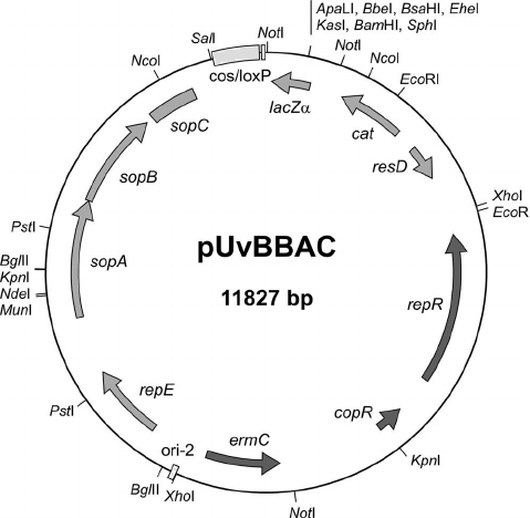 Map Of The Novel Hybrid Bac Vector Puvbbac This Derivative 479x468 Map Of The Novel Hybrid Bac Vector Puvbbac This Derivative