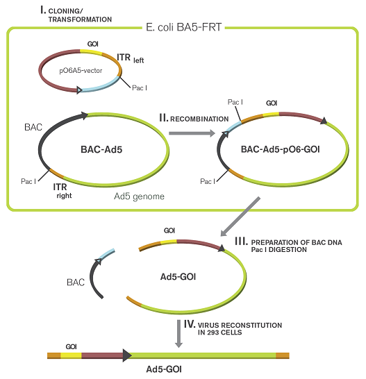 Bac Vector at Vectorified.com | Collection of Bac Vector free for ...