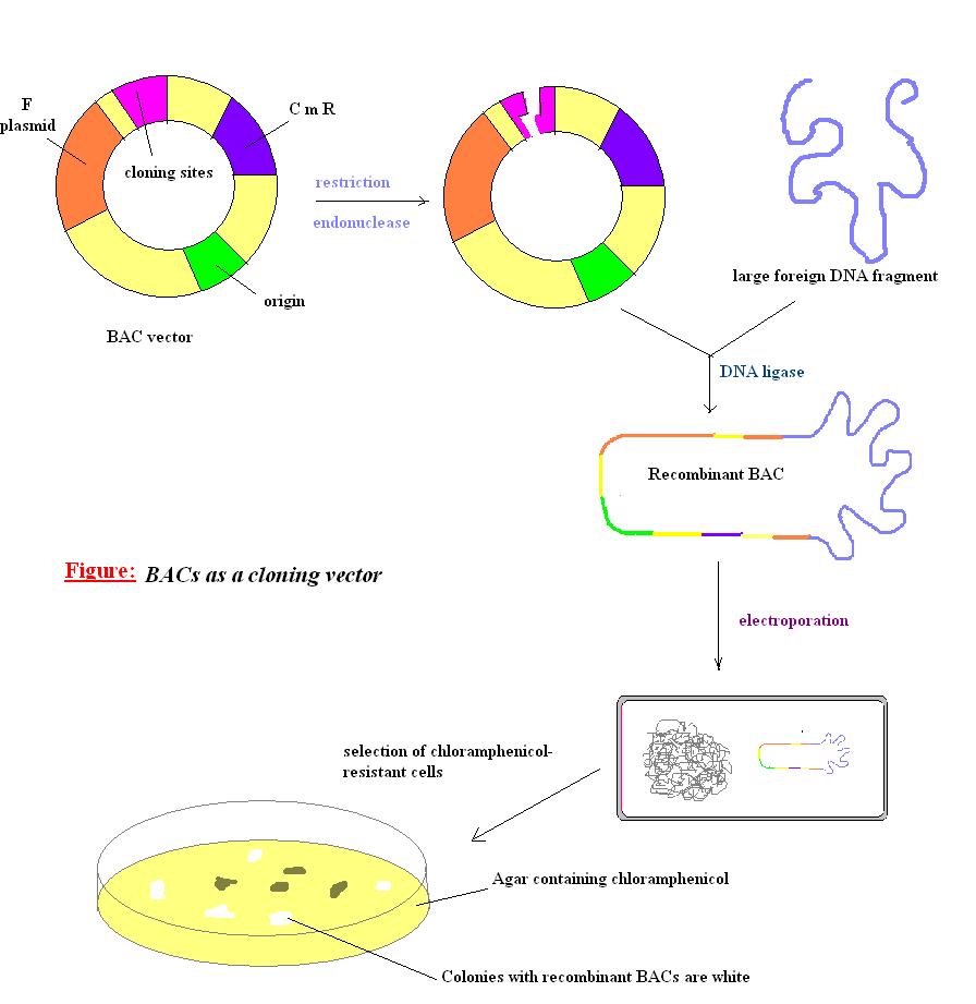 Structural Biochemistrydna Recombinant Techniquesartificial 896x921 Structural Biochemistrydna Recombinant Techniquesartificial