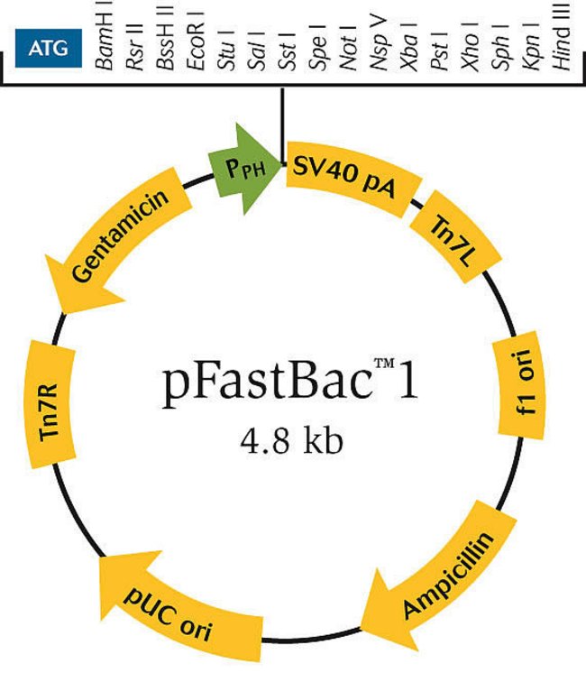 Bac Vector at Vectorified.com | Collection of Bac Vector free for ...