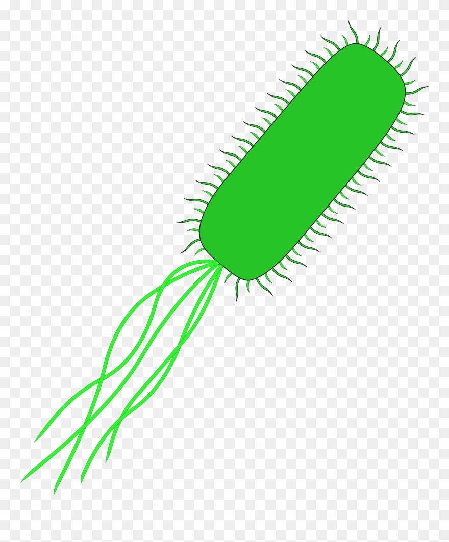 880x1063 Clip Freeuse Download Bacteria Vector Cell