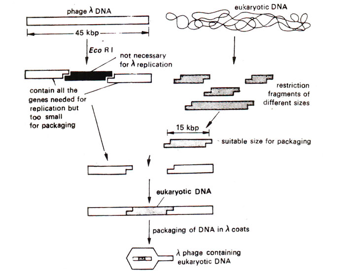 Bacteriophages As Vectors Genetic Engineering And Biotechnology 700x551 Bacteriophages As Vectors Genetic Engineering And Biotechnology