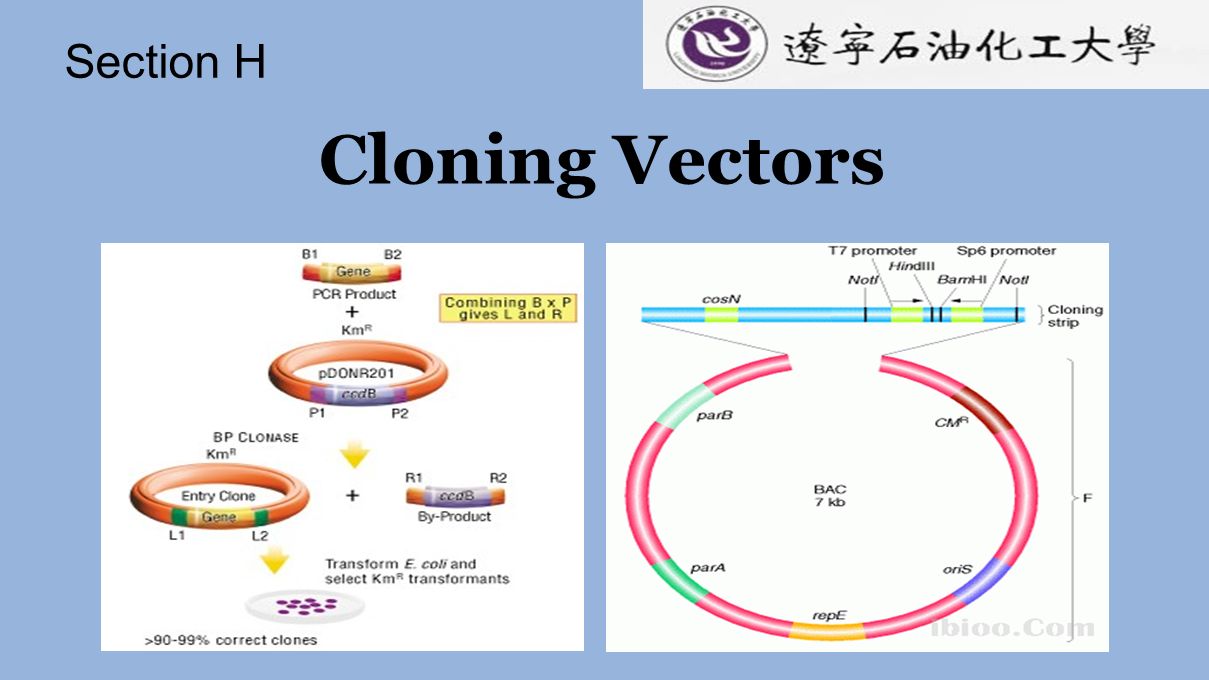 Cloning Vectors Section H Design Of Plasmid Vectors 1209x680 Cloning Vectors Section H Design Of Plasmid Vectors