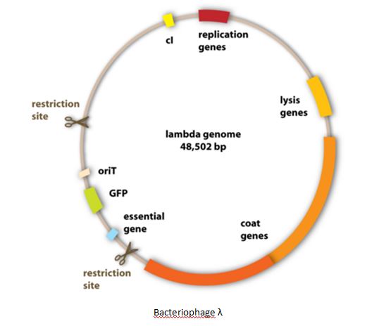 Cloning Vectors Types Characteristics Studiousguy 521x464 Cloning Vectors Types Characteristics Studiousguy