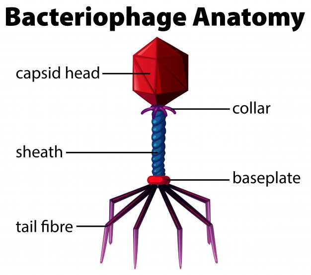Diagram Showing Bacteriophage Anatomy Vector Free Download 626x554 Diagram Showing Bacteriophage Anatomy Vector Free Download